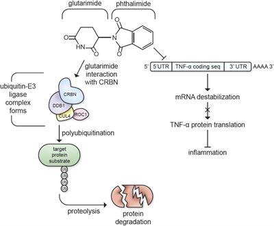 Repurposing Immunomodulatory Imide Drugs (IMiDs) in Neuropsychiatric and Neurodegenerative Disorders